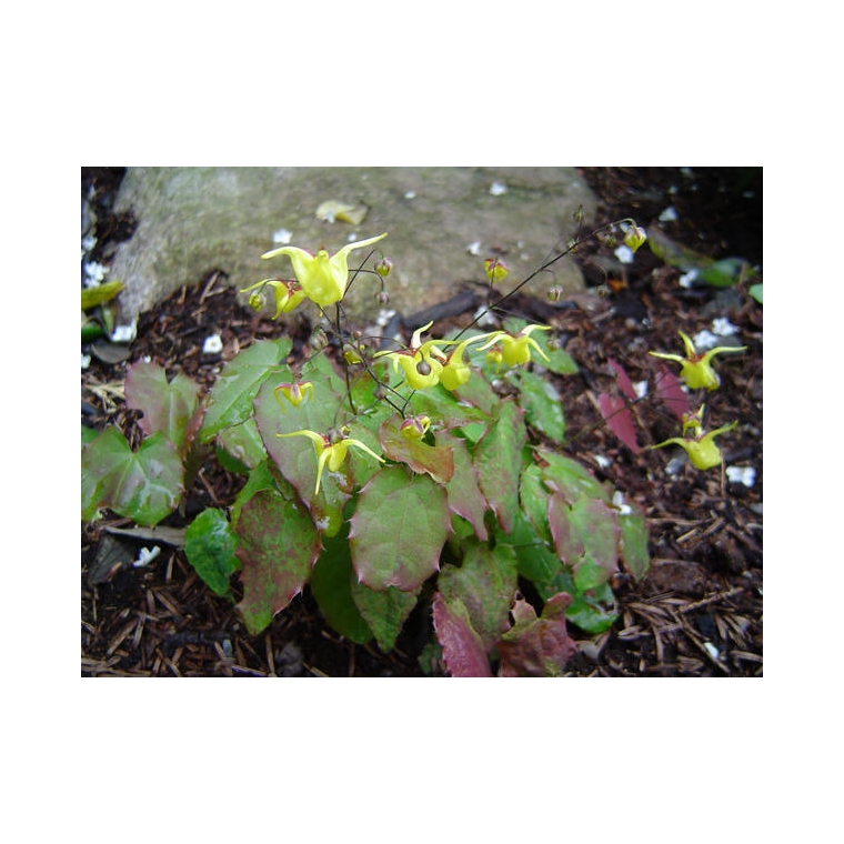 Epimedium davidii