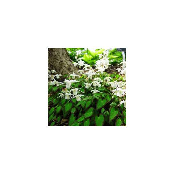 Epimedium grandiflorum var.higoense