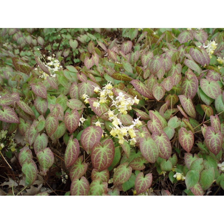 Epimedium versicolor'Sulphureum'