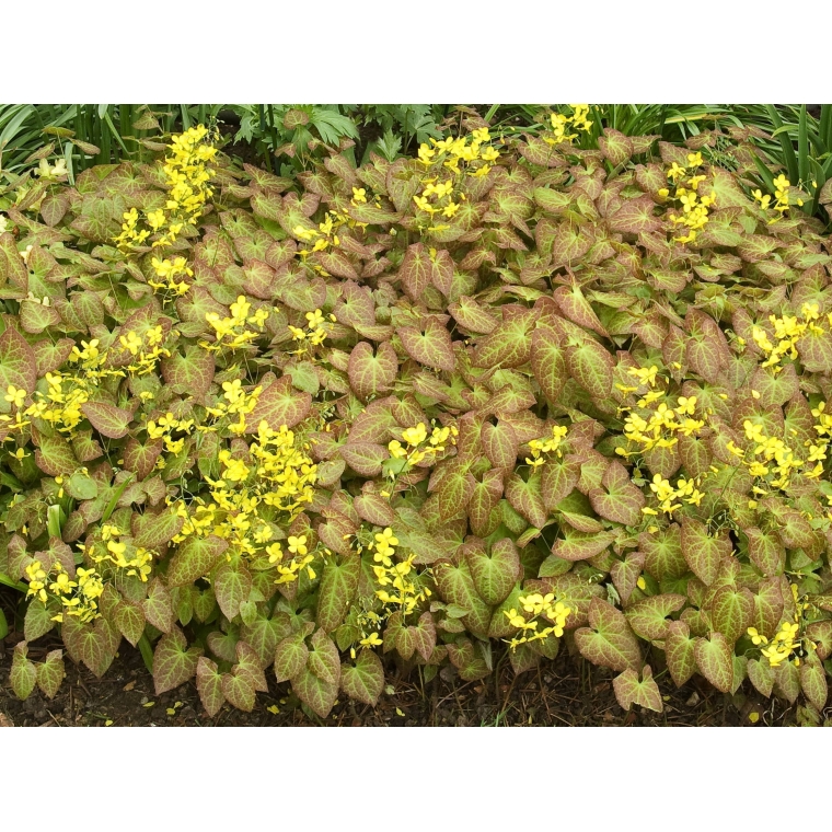 Epimedium perralchicum'Frohnleiten' 