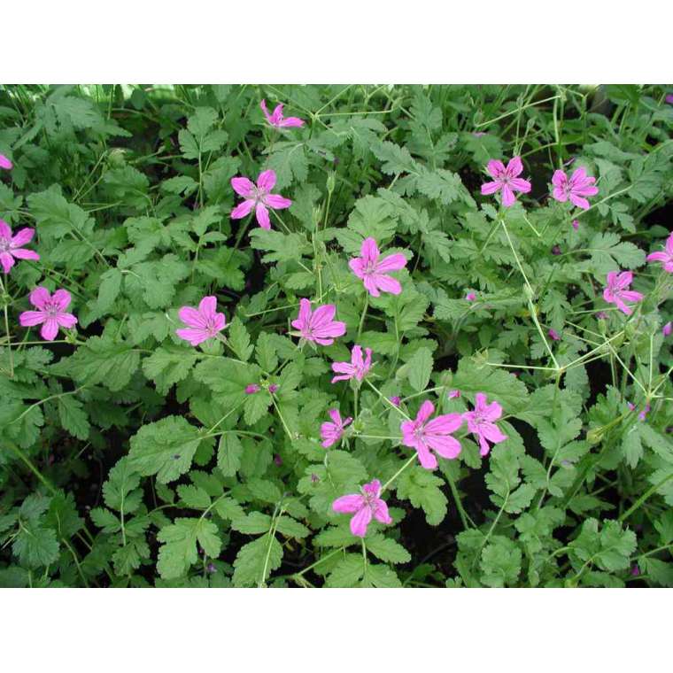 Erodium manescavii