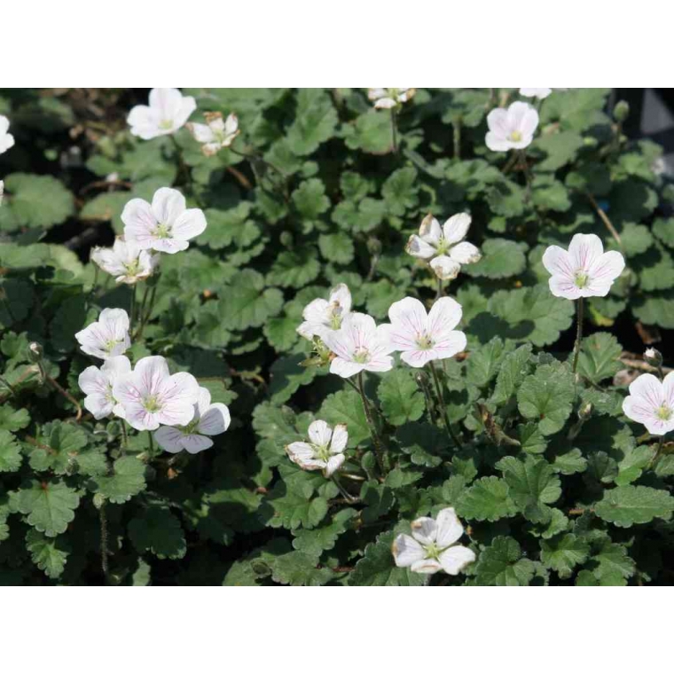 Erodium reichardii'Album'