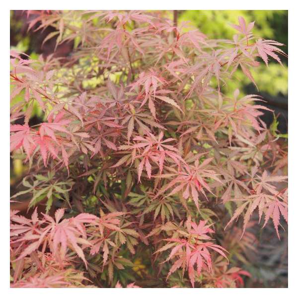 Acer palmatum'Jerre Schwartz' 