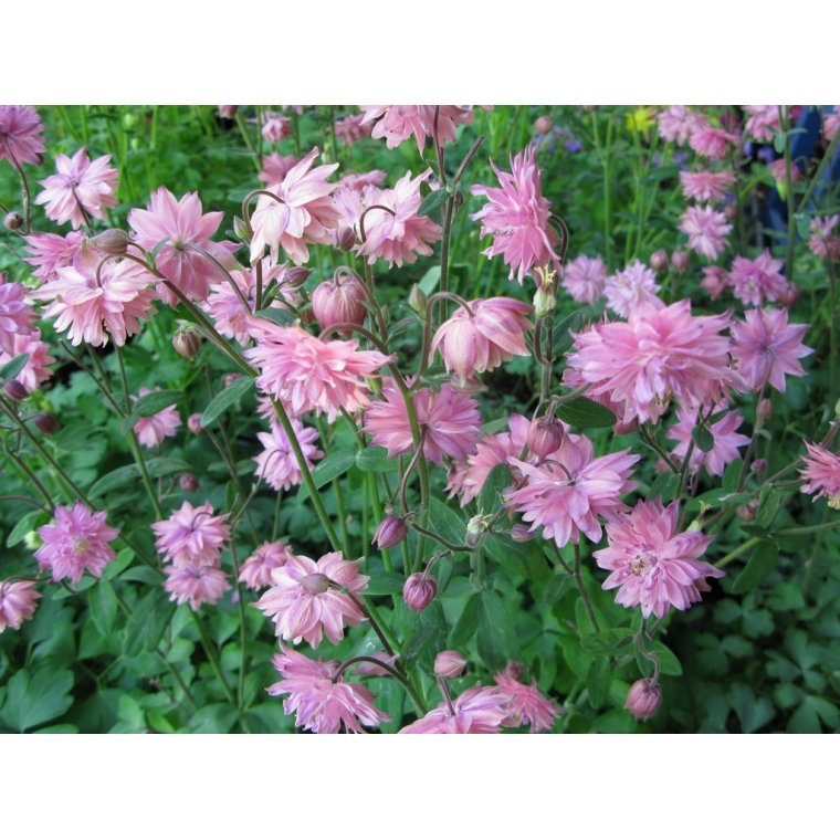 Aquilegia vulgaris'Rose Barlow'