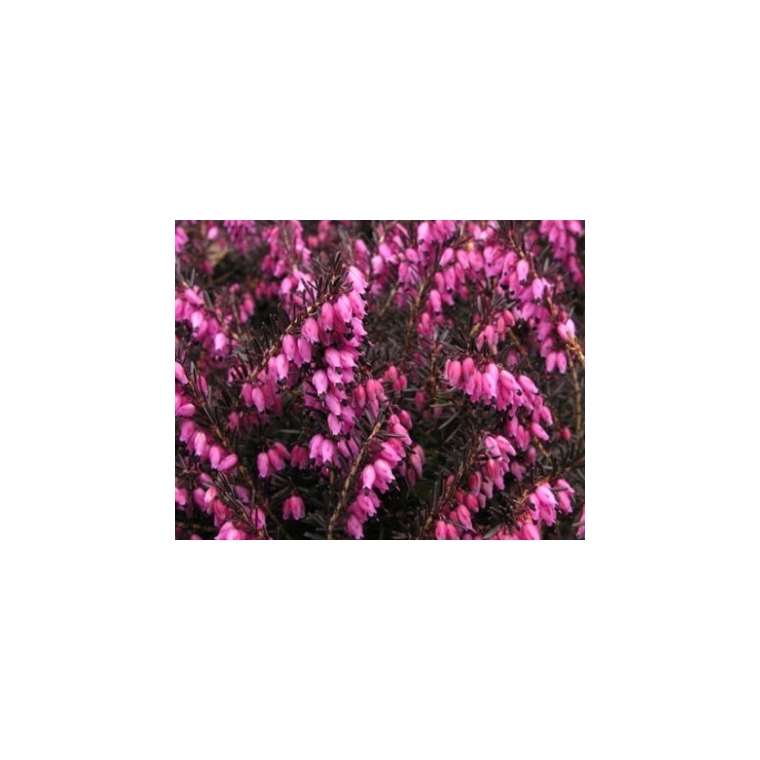 Erica carnea'December Red' 