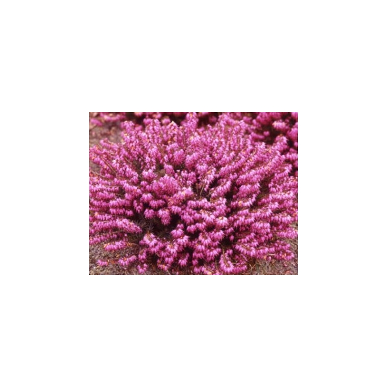 Erica carnea'Winterfreude' 