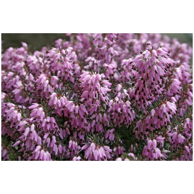 Erica carnea'Heathwood' 