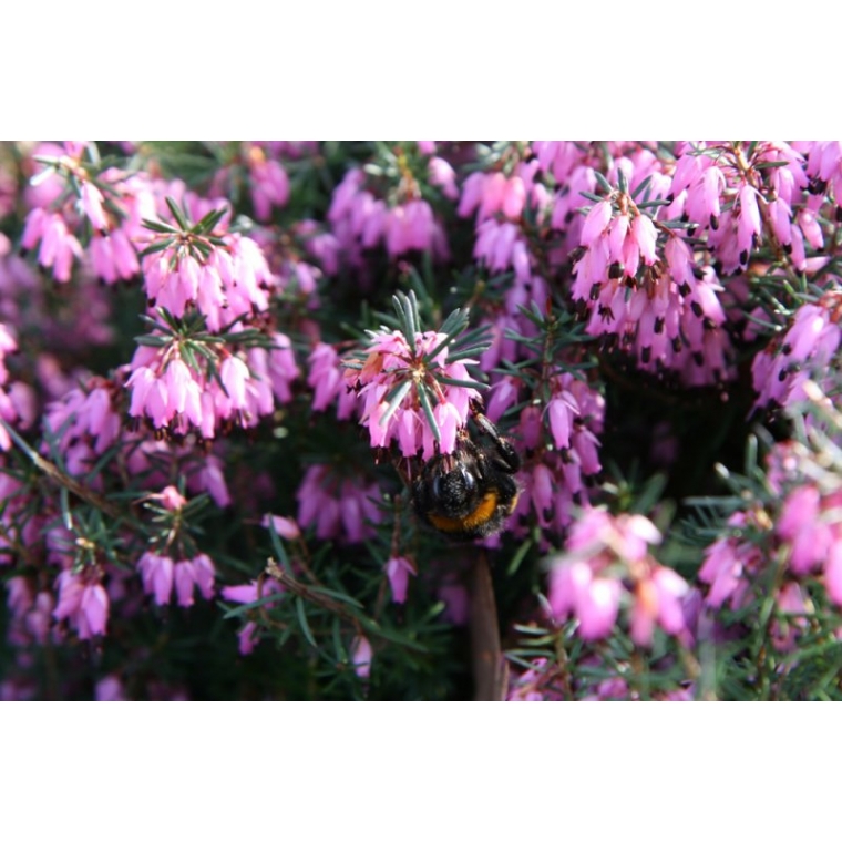 Erica carnea'Loughrigg' 