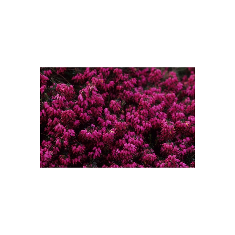 Erica carnea'Myretoun Ruby' 