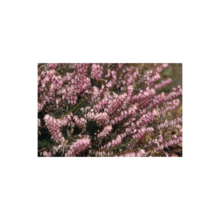 Erica carnea'Pirbright Rose' 