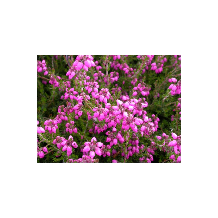 Erica cinerea'C.D.Eason' 