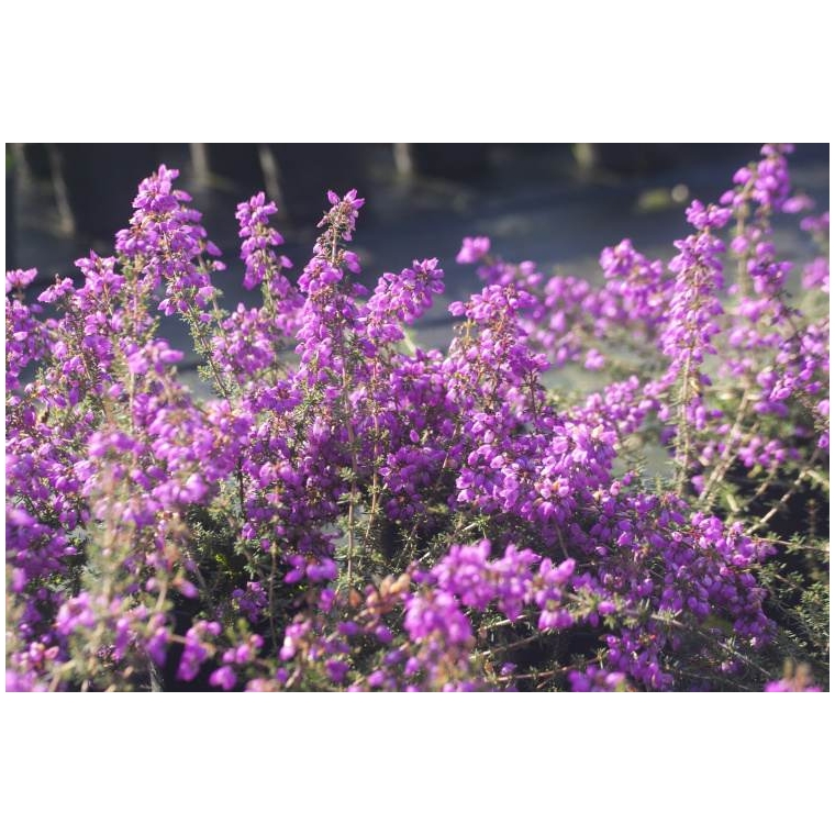 Erica cinerea'Pallas' 