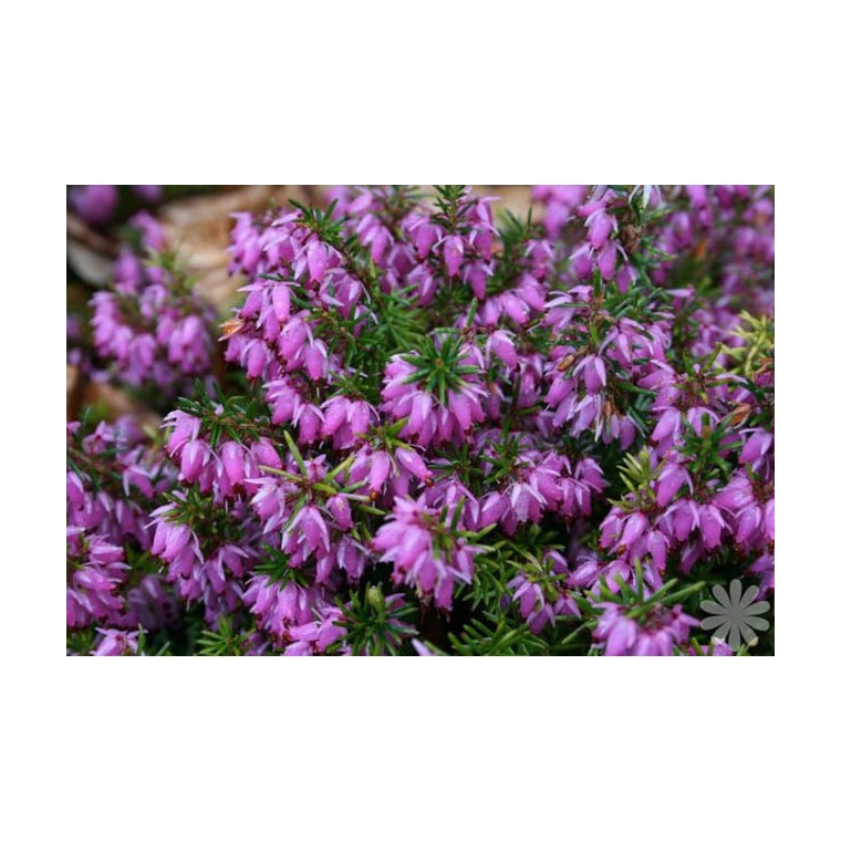 Erica darleyensis'Darley Dale' 