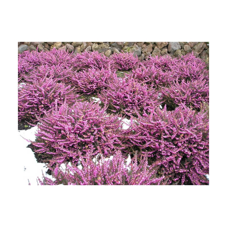 Erica darleyensis'Kramer's Rote' 