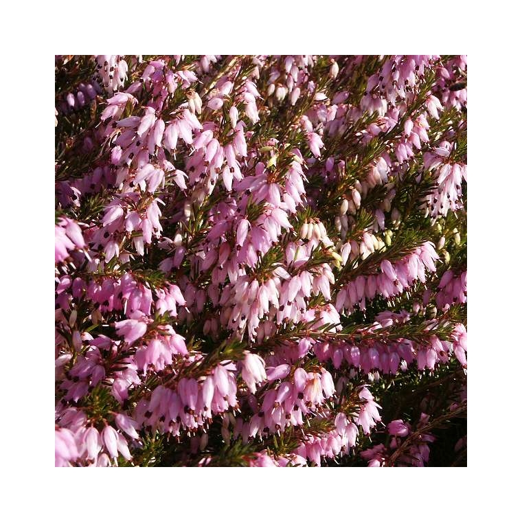 Erica darleyensis'Winter Surprise' 