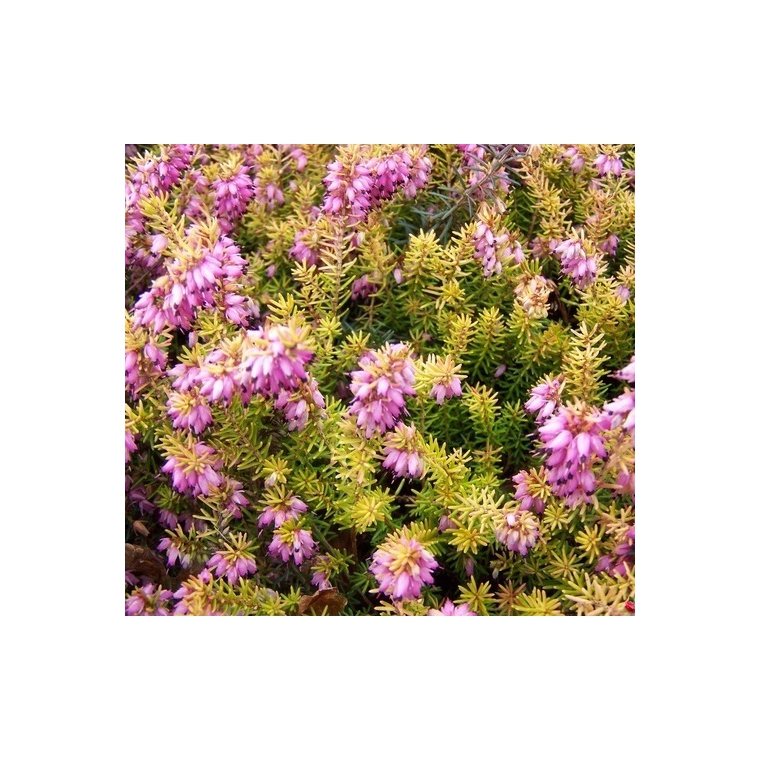 Erica darleyensis'Eva Gold' 