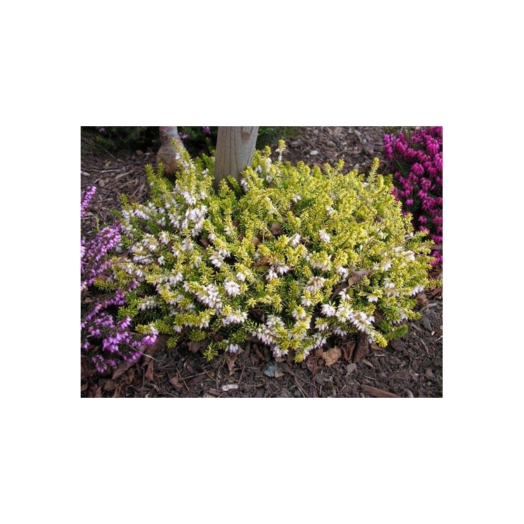 Erica carnea'Golden Starlet' 