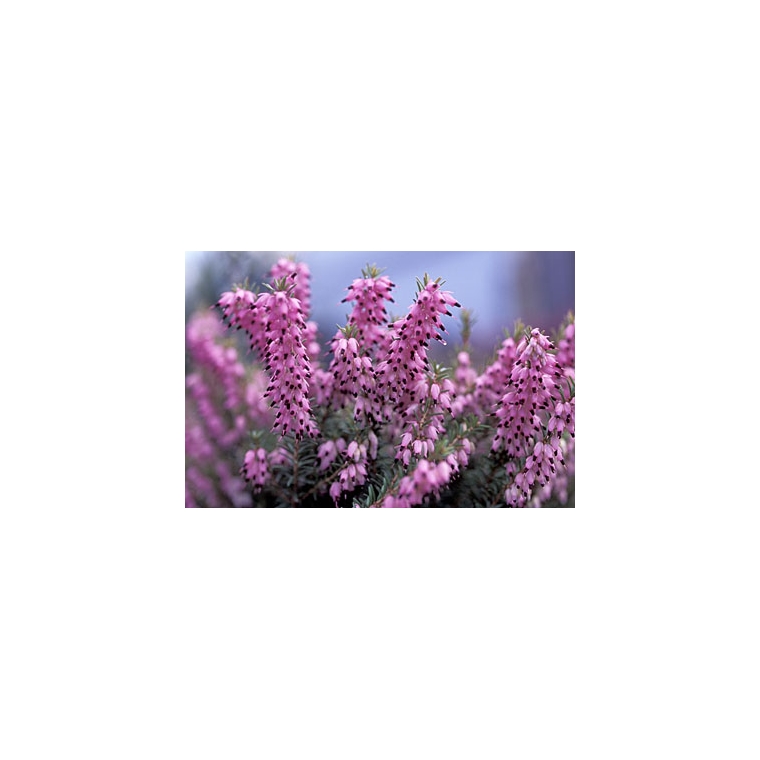 Erica darleyensis'Mary Helen' 