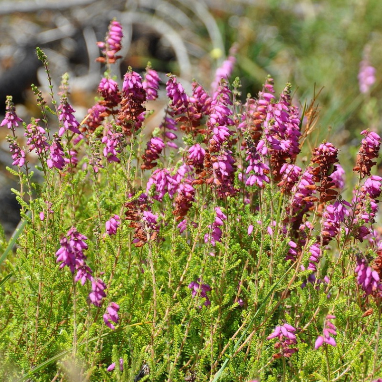 Erica ciliaris'Bretagne' 