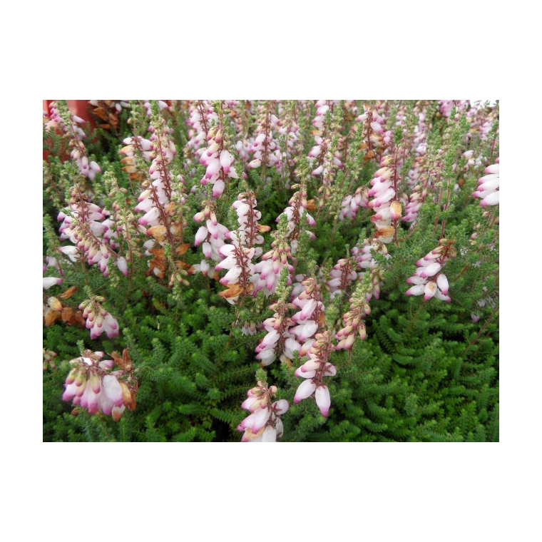 Erica ciliaris'David McClintock' 