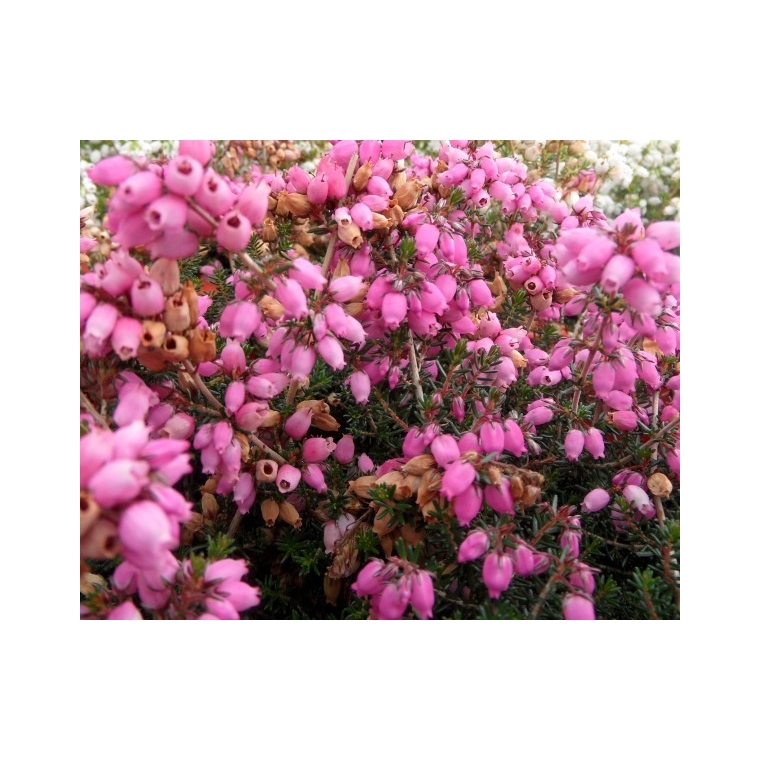 Erica cinerea'Sandpit Hill' 