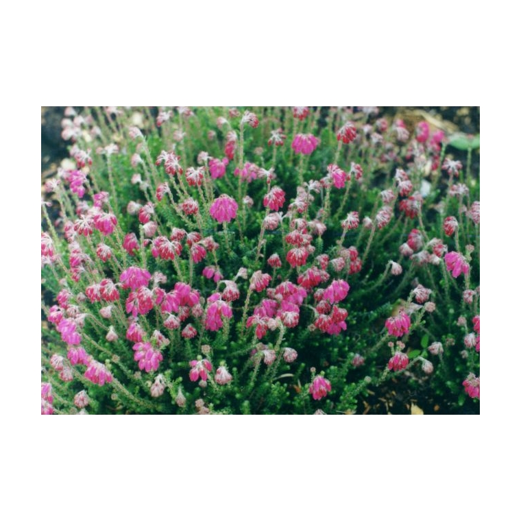 Erica tetralix'Helma' 