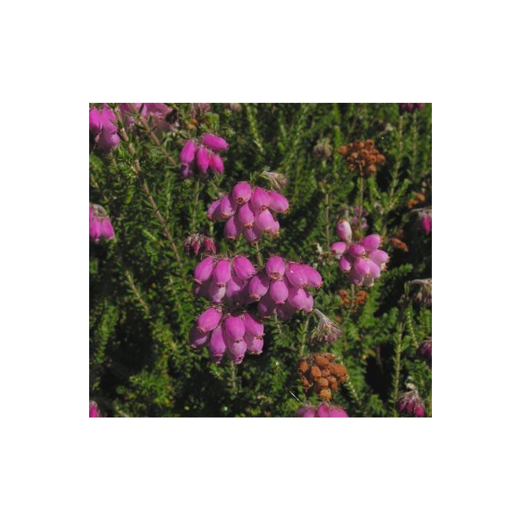 Erica tetralix'Con Underwood' 