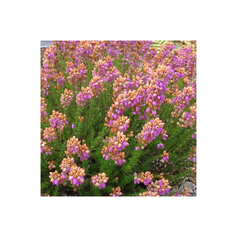 Erica vagans'St. Keverne' 