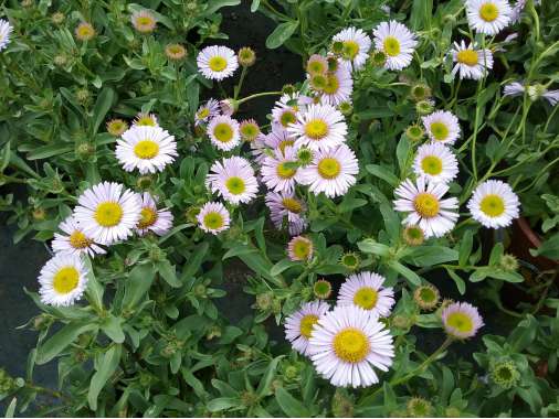 Erigeron glaucus