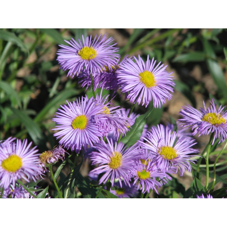 Erigeron hybride'Azure Beauty'