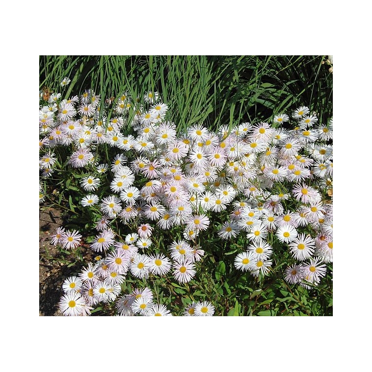 Erigeron hybride'Sommerneuschnee'