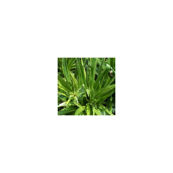 Eryngium agavifolium