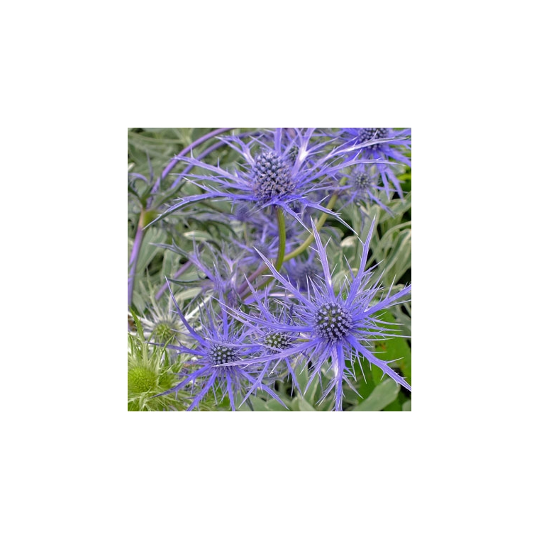 Eryngium'Pen Blue'