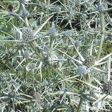 Eryngium variifolium