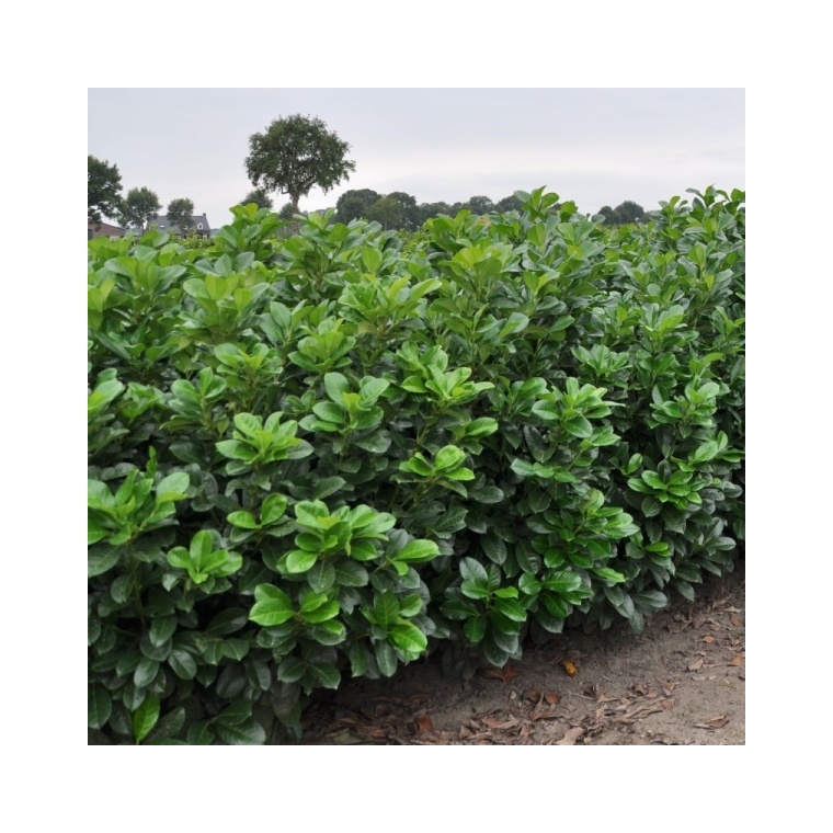 Prunus laurocerasus'Etna' 