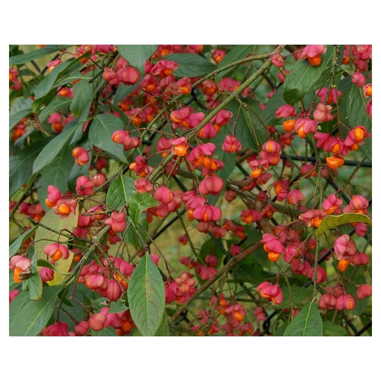 Euonymus europaeus 
