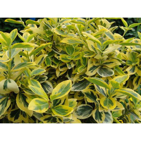Euonymus fortunei'Emerald'n Gold' 