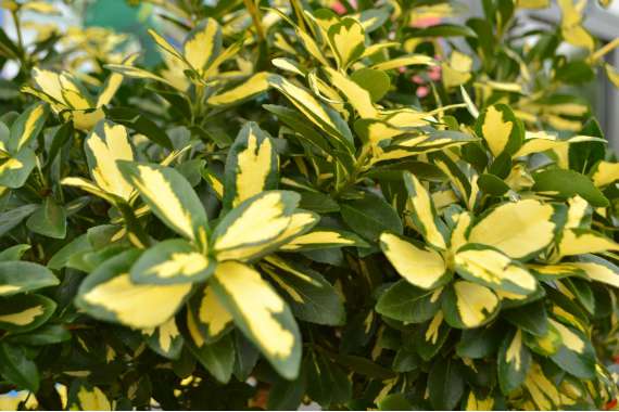 Euonymus fortunei'Blondy' 