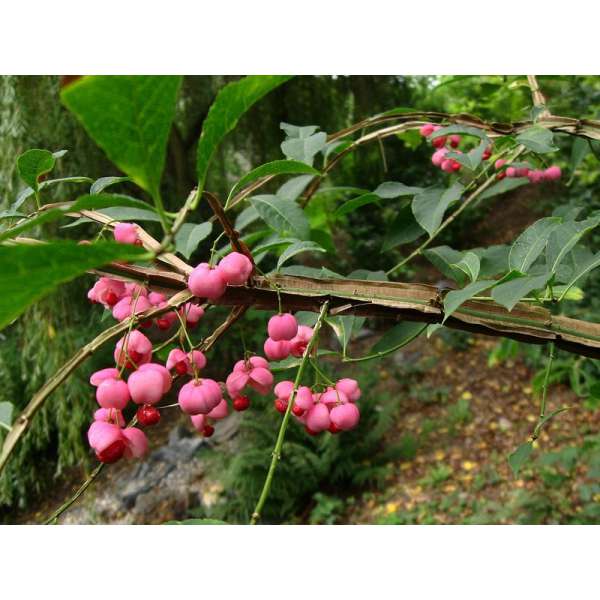 Euonymus phellomanus 