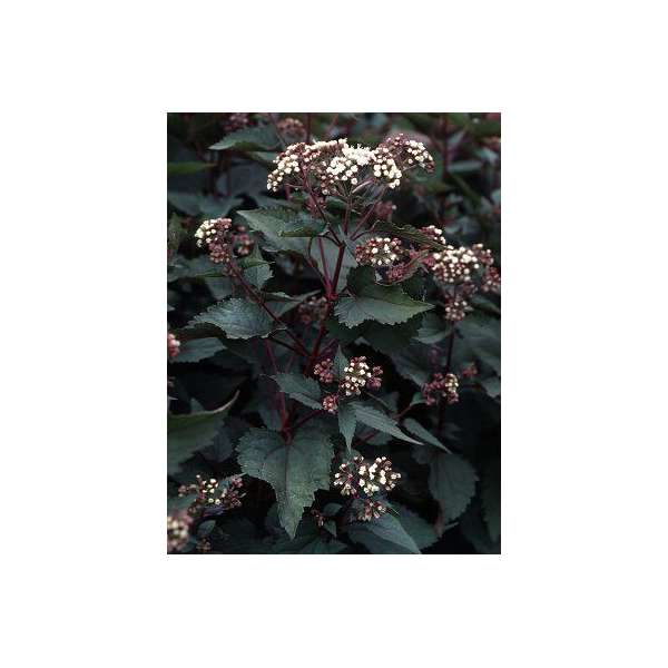 Eupatorium rugosum'Chocolate' 