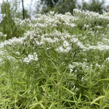 Eupatorium hyssopifolium