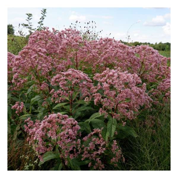 Eupatorium'Mask'