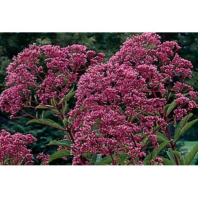 Eupatorium maculatum'Gateway'