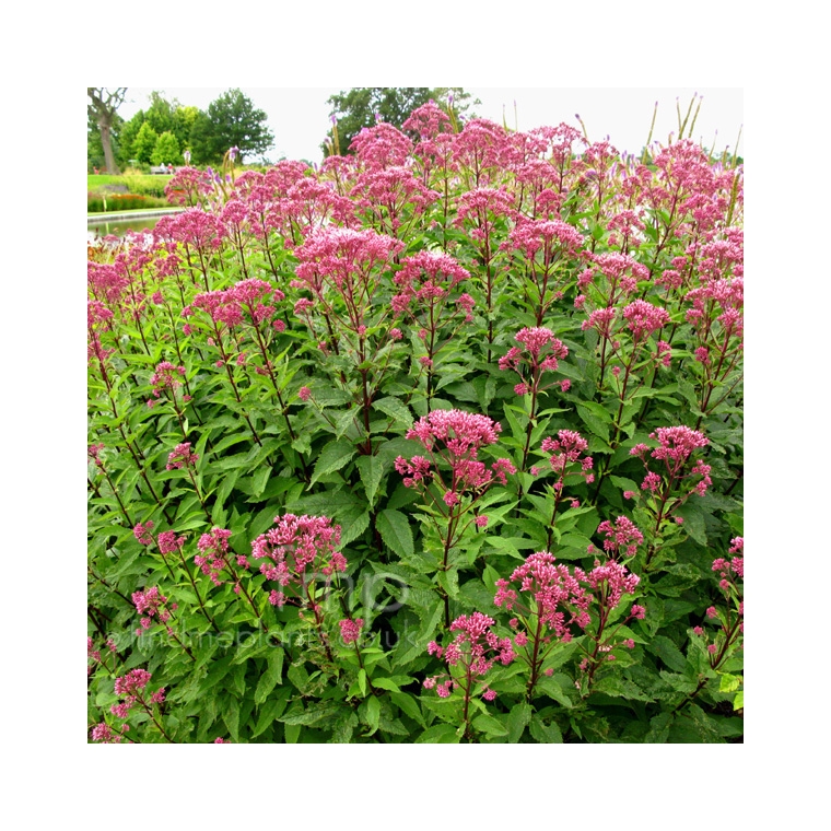 Eupatorium maculatum'Purple Bush'