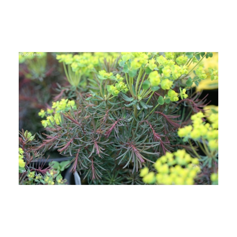 Euphorbia cyparissias'Clarice Howard