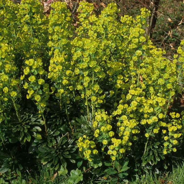 Euphorbia amygdaloides'Red Bud'