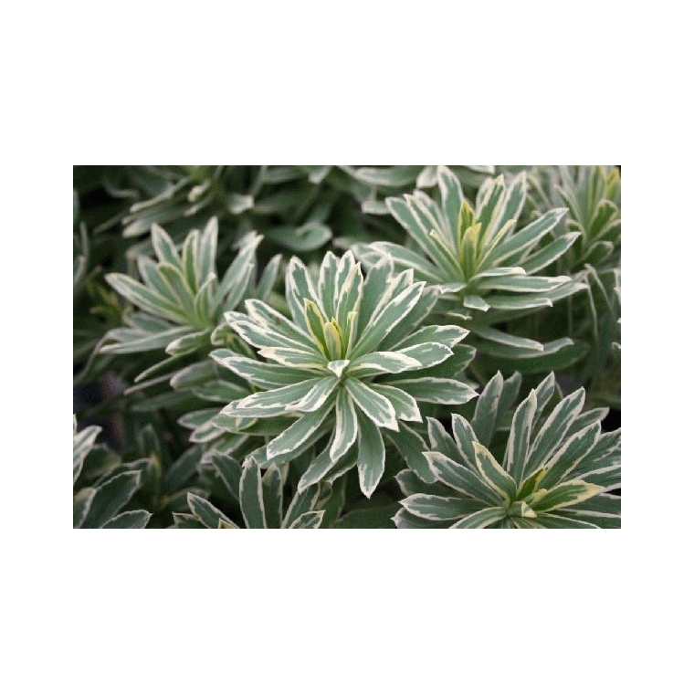 Euphorbia characias'Silver Swan' 