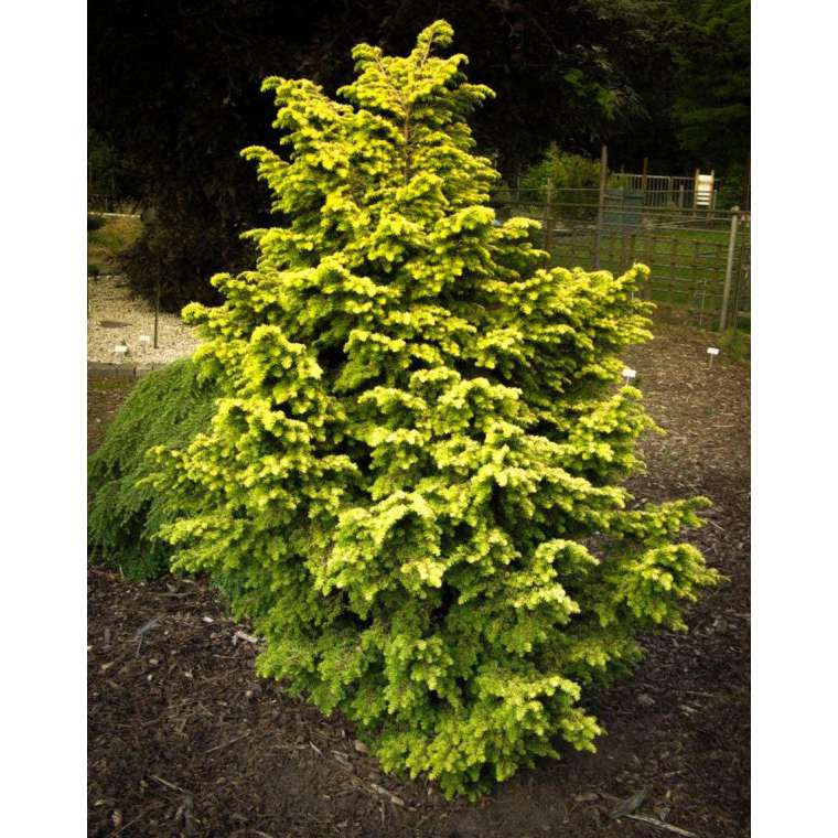 Tsuga canadensis'Everitt's Golden' 