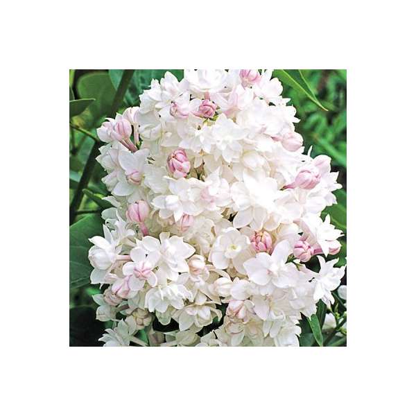 Syringa vulgaris'Krasavirsa Moskvy' 