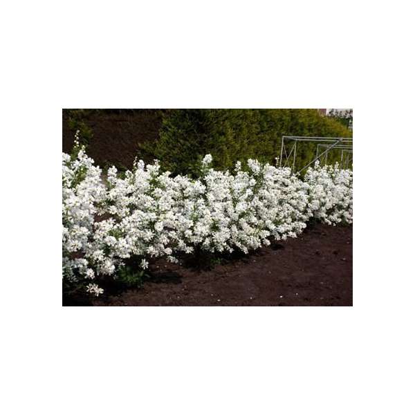 Exochorda racemosa'Niagara' 